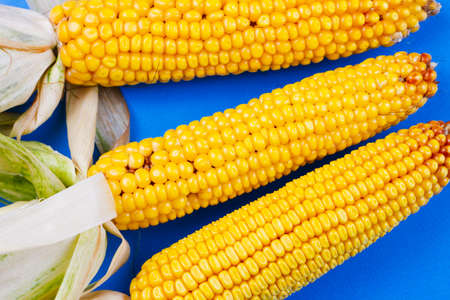 Three raw big corn on a blue background. View from above. Harvesting concept.の写真素材