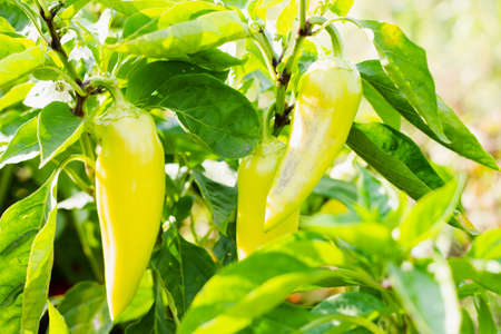 Sweet peppers against the background of home-grown bushes. Gardening concept. Selective focus.の写真素材