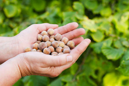 An old woman holds a large number of nuts in her hands. View from above. Harvesting concept. Selective focus.の写真素材