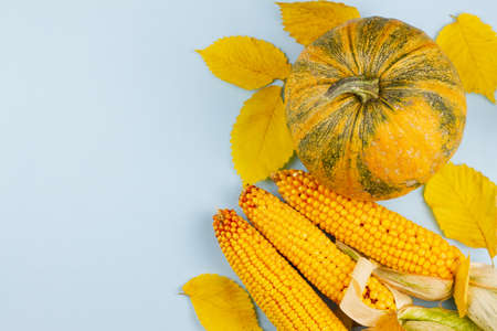 Large pumpkin with corn on a pastel blue background. Place for text. View from above. Harvesting concept.の写真素材