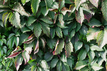 Medium green leaves spat on the wall. The concept of beauty in nature.  Banner photo.の写真素材