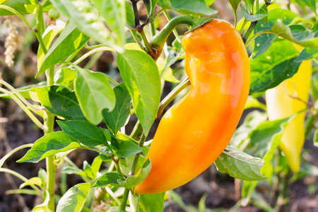 Sweet peppers against the background of home-grown bushes. Gardening concept. Selective focus.の写真素材
