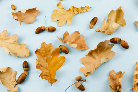 Autumn dry leaves on a blue background. Pattern. October concept. Place for text.の写真素材