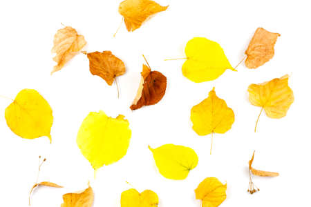 Autumn dry colorful leaves on a white background. Pattern. Autumn concept. View from above.の写真素材