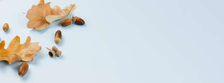Dry autumn leaves and acorns on a blue background. View from above. Place for text. Photo banner.の写真素材