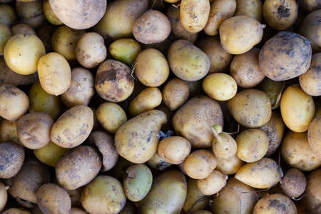 Lots of raw potatoes. Autumn harvest concept. View from above.の写真素材