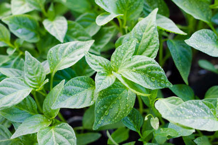 young sprouts of pepper with water droplets, on the windowsill, close-up, food backgroundの写真素材