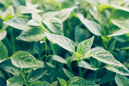 young sprouts of pepper with water droplets, on the windowsill, close-up, food backgroundの写真素材