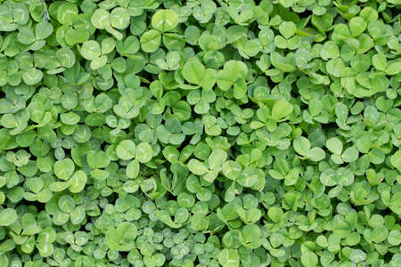 Floral background and clover leaves close-up top view. Patrick's Day conceptの写真素材