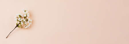 blooming cherry twig with green small leaves lies on a pastel pink background close-up, photo banner with space for your text. Spring blank template templateの写真素材