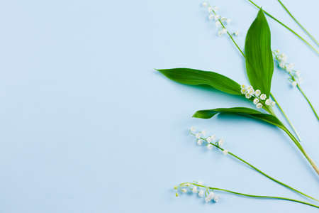 small delicate fragile fresh white lily of the valley flowers with green leaves lie on a pastel blue...