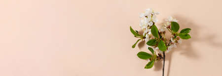 blooming cherry twig with green small leaves lies on a pastel pink background close-up, photo banner with space for your text. Spring blank template templateの写真素材