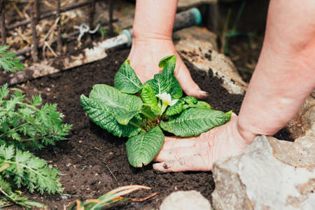 woman plants a young green flower in black soil on a flower bed in the spring season in sunny weather, plant care conceptの写真素材