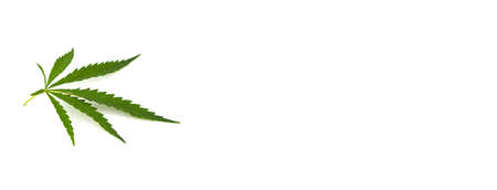 cannabis leaf on a white background. Green twig of hemp isolated on white background . soft selective focusの写真素材