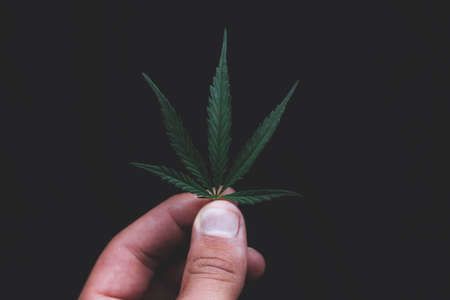 Green leaves technical hemp lie on black modern black background. Green background from leaves. Cannabis close-up. Green leaves of hemp, marijuana leaves. Copy space for your text. Hand holding leafの写真素材