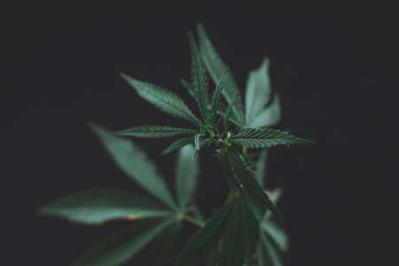 Large leaves of marijuana on a black background. Growing medical cannabis. Hemp CBD, cannabis cultivation, marijuana leaves, light leakage of color tones.の写真素材