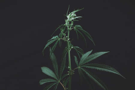 Large leaves of marijuana on a black background. Growing medical cannabis. Hemp CBD, cannabis cultivation, marijuana leaves, light leakage of color tones.の写真素材