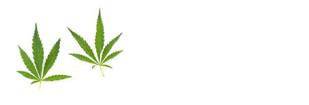 cannabis leaf on a white background. Green twig of hemp isolated on white background . soft selective focusの写真素材