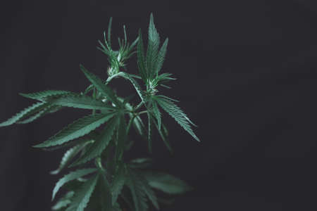Large leaves of marijuana on a black background. Growing medical cannabis. Hemp CBD, cannabis cultivation, marijuana leaves, light leakage of color tones.の写真素材
