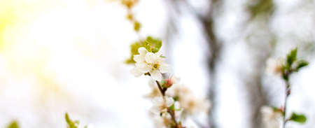 White flowers on trees with copy space. Branches of a blossoming tree, pure natural spring backgroundの写真素材