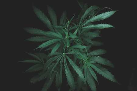 Large leaves of marijuana on a black background. Growing medical cannabis. Hemp CBD, cannabis cultivation, marijuana leaves, light leakage of color tones.の写真素材