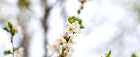 White flowers on trees with copy space. Branches of a blossoming tree, pure natural spring backgroundの写真素材
