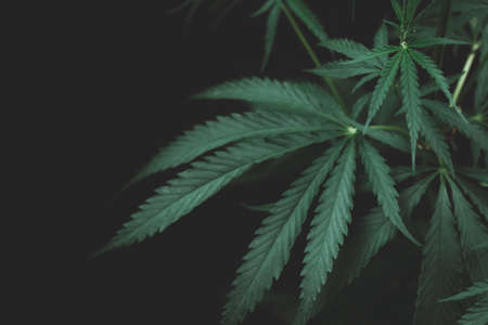 Alternative medicine represented by medical marijuana, female cannabis shrub texture. copy space, close up. Branches of Medical Marijuana with flower bud sites Cannabis cultivationの写真素材