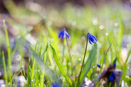 Blue snowdrops in a spring sunny forest with dew drops close-up. floral spring bright background. Purple flowers in green grass, spring awakening in warm golden rays of sunlight, soft selective focusの写真素材