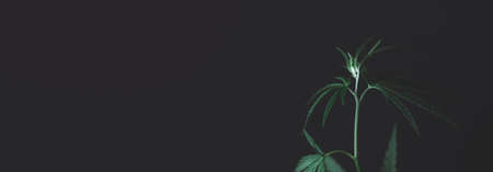 open cannabis bush black background with place for inscription, Banner photo. Illegal cultivation cannabis at home, cannabis bushes. Alternative medicine represented by medicalの写真素材