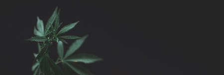 open cannabis bush black background with place for inscription, Banner photo. Illegal cultivation cannabis at home, cannabis bushes. Alternative medicine represented by medical .soft selective focusの写真素材