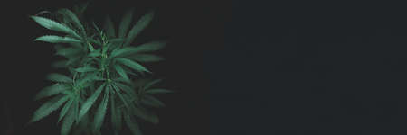 open cannabis bush black background with place for inscription, Banner photo. Illegal cultivation cannabis at home, cannabis bushes. Alternative medicine represented by medicalの写真素材