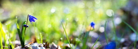 Blue cute fresh snowdrop close up in spring time in sunny bright forest with space for text. Photo banner. Concept for spring holidays easter. soft selective focusの写真素材