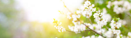 Panorama of flowering trees in the spring season. White flowers on tree branches with copy space. Panoramic spring backgroundの写真素材