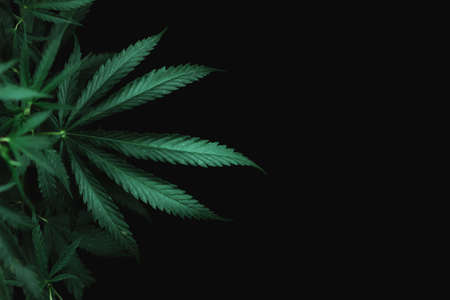 Large leaves of marijuana on a black background. Growing medical cannabis. Hemp CBD, cannabis cultivation, marijuana leaves, light leakage of color tones.の写真素材