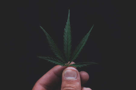 Green leaves technical hemp lie on black modern black background. Green background from leaves. Cannabis close-up. Green leaves of hemp, marijuana leaves. Copy space for your text. Hand holding leafの写真素材