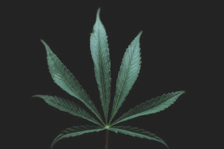 Alternative medicine represented by medical marijuana, female cannabis shrub texture. copy space, close up. Branches of Medical Marijuana with flower bud sites Cannabis cultivationの写真素材