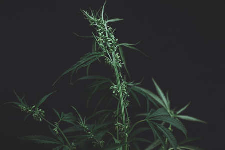 Large leaves of marijuana on a black background. Growing medical cannabis. Hemp CBD, cannabis cultivation, marijuana leaves, light leakage of color tones.の写真素材