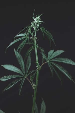 Alternative medicine represented by medical marijuana, female cannabis shrub texture. copy space, close up. Branches of Medical Marijuana with flower bud sites Cannabis cultivationの写真素材