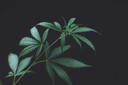 Alternative medicine represented by medical marijuana, female cannabis shrub texture. copy space, close up. Branches of Medical Marijuana with flower bud sites Cannabis cultivationの写真素材