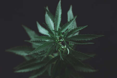 Large leaves of marijuana on a black background. Growing medical cannabis. Hemp CBD, cannabis cultivation, marijuana leaves, light leakage of color tones.の写真素材