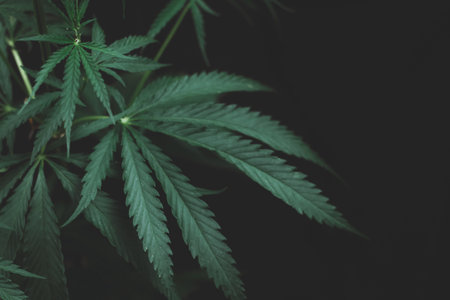 Alternative medicine represented by medical marijuana, female cannabis shrub texture. copy space, close up. Branches of Medical Marijuana with flower bud sites Cannabis cultivationの写真素材
