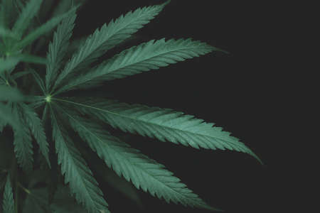 Large leaves of marijuana on a black background. Growing medical cannabis. Hemp CBD, cannabis cultivation, marijuana leaves, light leakage of color tones.の写真素材