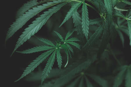 Large leaves of marijuana on a black background. Growing medical cannabis. Hemp CBD, cannabis cultivation, marijuana leaves, light leakage of color tones.の写真素材
