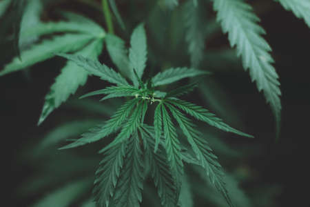 Large leaves of marijuana on a black background. Growing medical cannabis. Hemp CBD, cannabis cultivation, marijuana leaves, light leakage of color tones. soft selective focusの写真素材