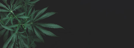 open cannabis bush black background with place for inscription, Banner photo. Illegal cultivation cannabis at home, cannabis bushes. Alternative medicine represented by medical .soft selective focusの写真素材