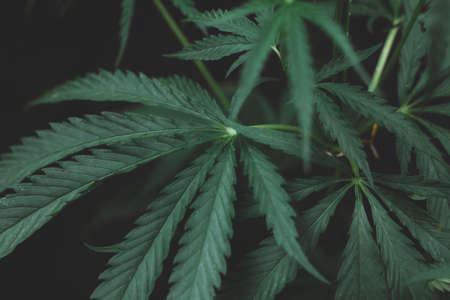 Alternative medicine represented by medical marijuana, female cannabis shrub texture. copy space, close up. Branches of Medical Marijuana with flower bud sites Cannabis cultivationの写真素材