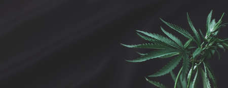 open cannabis bush black background with place for inscription, Banner photo. Illegal cultivation cannabis at home, cannabis bushes. Alternative medicine represented by medicalの写真素材