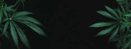 Large leaves of marijuana on a black background. Growing medical cannabis. Hemp CBD, cannabis cultivation, marijuana leaves, light leakage of color tones.の写真素材