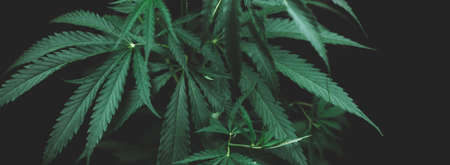 open cannabis bush black background with place for inscription, Banner photo. Illegal cultivation cannabis at home, cannabis bushes. Alternative medicine represented by medical. soft selective focusの写真素材