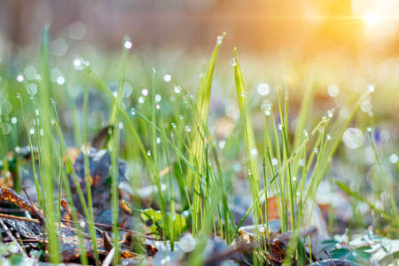 young green grass with dew drops in the early morning and a beautiful blurred background with bokeh. Natural background. Fresh green grass and spring forest flowers in the meadowの写真素材
